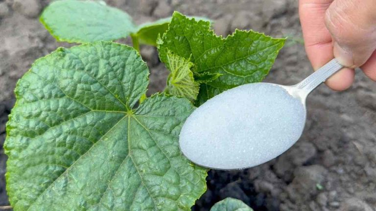Una cucharada antes de finales de junio hace que crezcan al instante pepinos y tomates