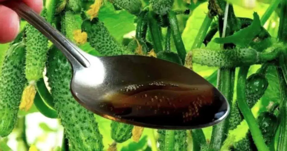 Una cucharada de este ingrediente genera muchas frutas que nunca se vuelven amarillas