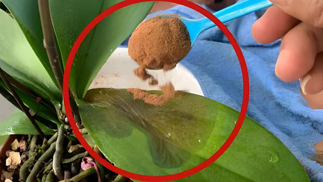 Una cucharadita de plantas secas y se curarán completamente en solo unos días