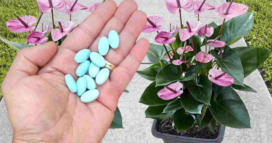 Una pastilla para tus plantas y después de 10 días verás inmediatamente el resultado increíble