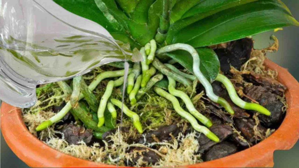 Una sustancia que hace que las orquídeas florezcan y arraiguen todo el año: muy abundante