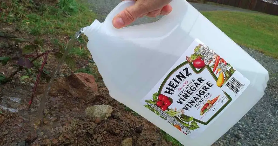 Usa vinagre en el jardín y mira qué pasa: nunca antes habías visto resultados así