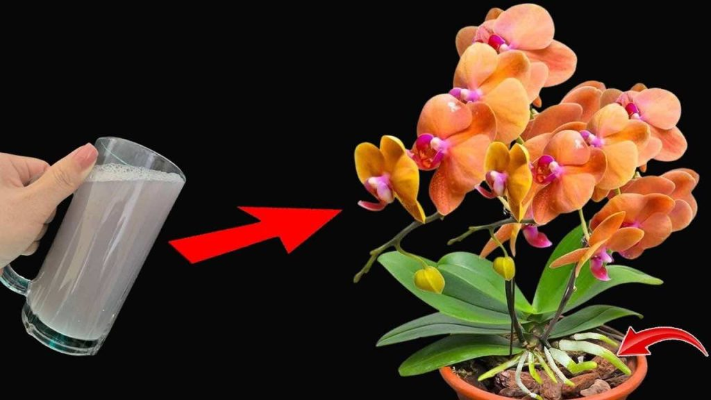 Úsalas regularmente para las plantas y tendrás flores y raíces fuertes – infinitamente abundantes