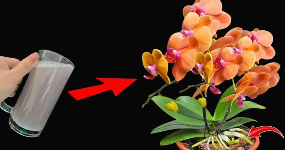 Úsalo regularmente para las plantas y tendrás flores y raíces fuertes que prosperarán sin cesar.