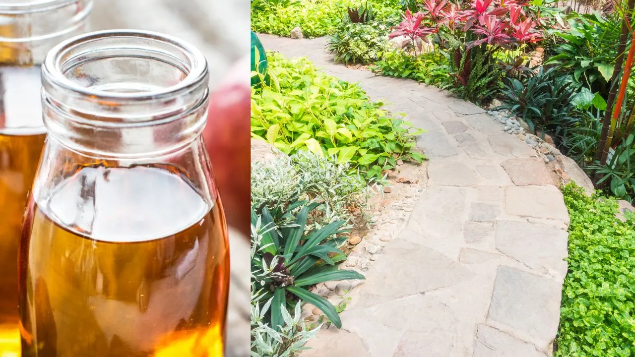 Usos del vinagre para tus plantas y jardín que debes conocer