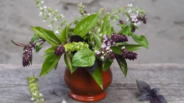 Usos posibles de las flores de albahaca