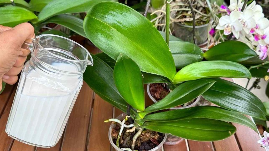 Utilice este fertilizante natural para hojas vibrantes y flores saludables todo el año