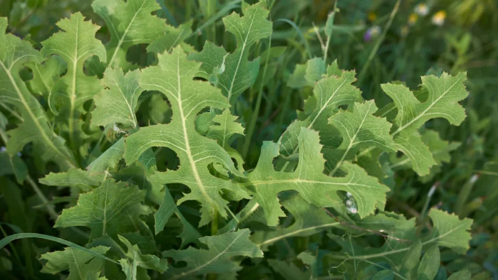 Ventajas y uso de Lactuca serriola (lechuga amarga)