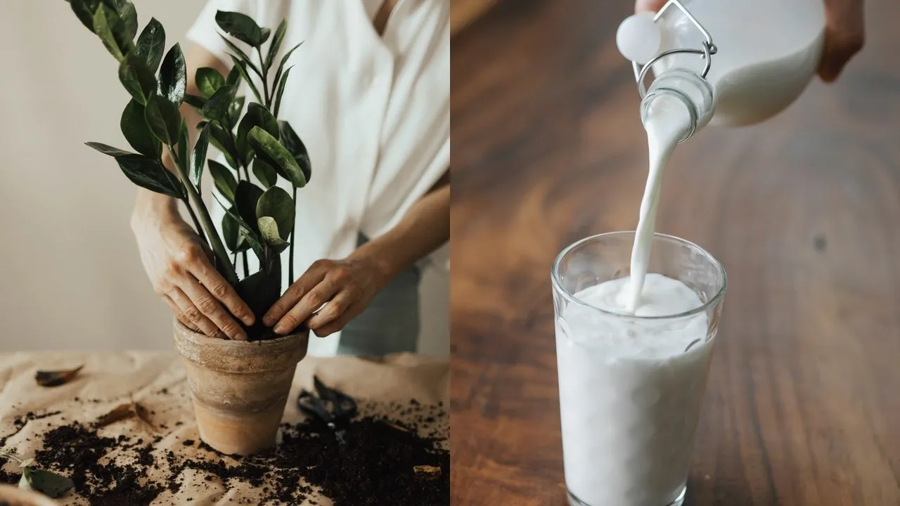 Ventajas y usos de la leche para las plantas: del fungicida al fertilizante
