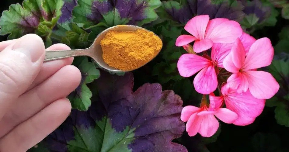Verde y hermoso: ¡Revitaliza tus flores domésticas con solo una cucharadita!