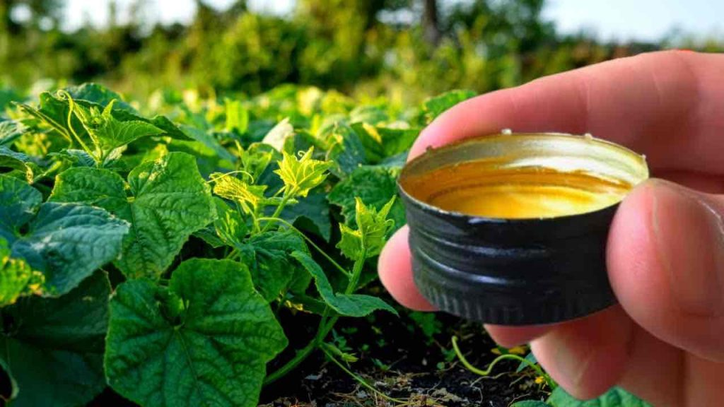 Vierta esto bajo los pepinos y nunca dejará de cosecharlos: crecen sin parar