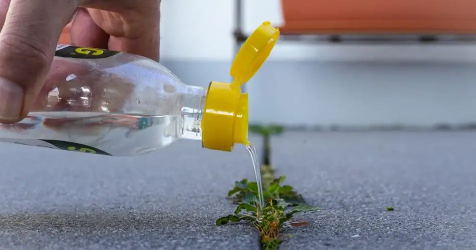 Vinagre en el jardín: 10 usos inteligentes para una cosecha rica y abundante