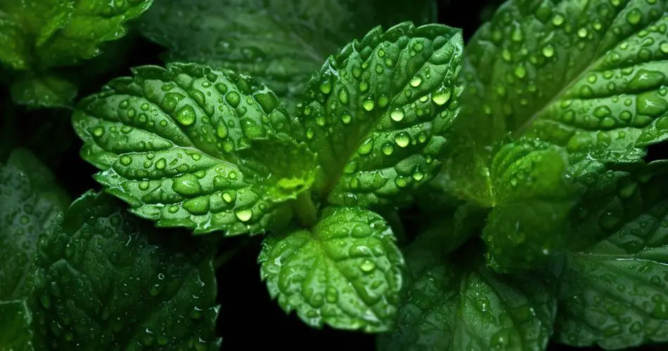 Ya no compro menta: la cultivo en el balcón y huele muy fuerte