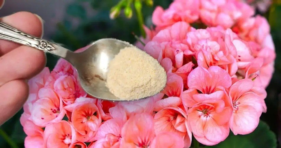 ¡Prospera y crece con una cuchara para flores espléndidas en cada planta!