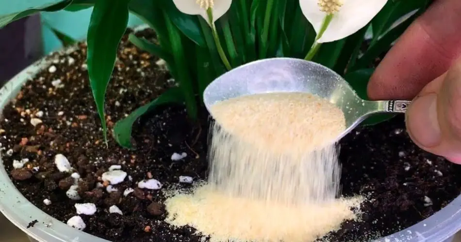 ¡Solo 1 cucharadita es suficiente para que cualquier planta quede hermosa, fructífera, exuberante y saludable!