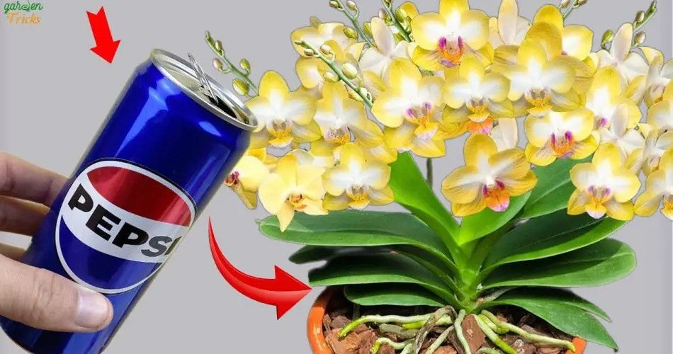 ¡Transforma tus orquídeas con este asombroso truco de agua!