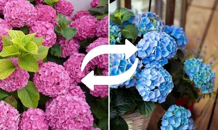 ¿Cómo conseguir hortensias azules? ¡Consejos sencillos para cambiar su color!