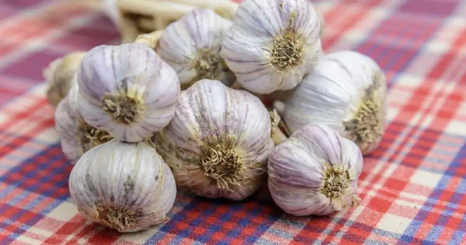 ¿Cómo conservar el ajo para mantenerlo fresco el mayor tiempo posible? La mayoría de la gente comete un error