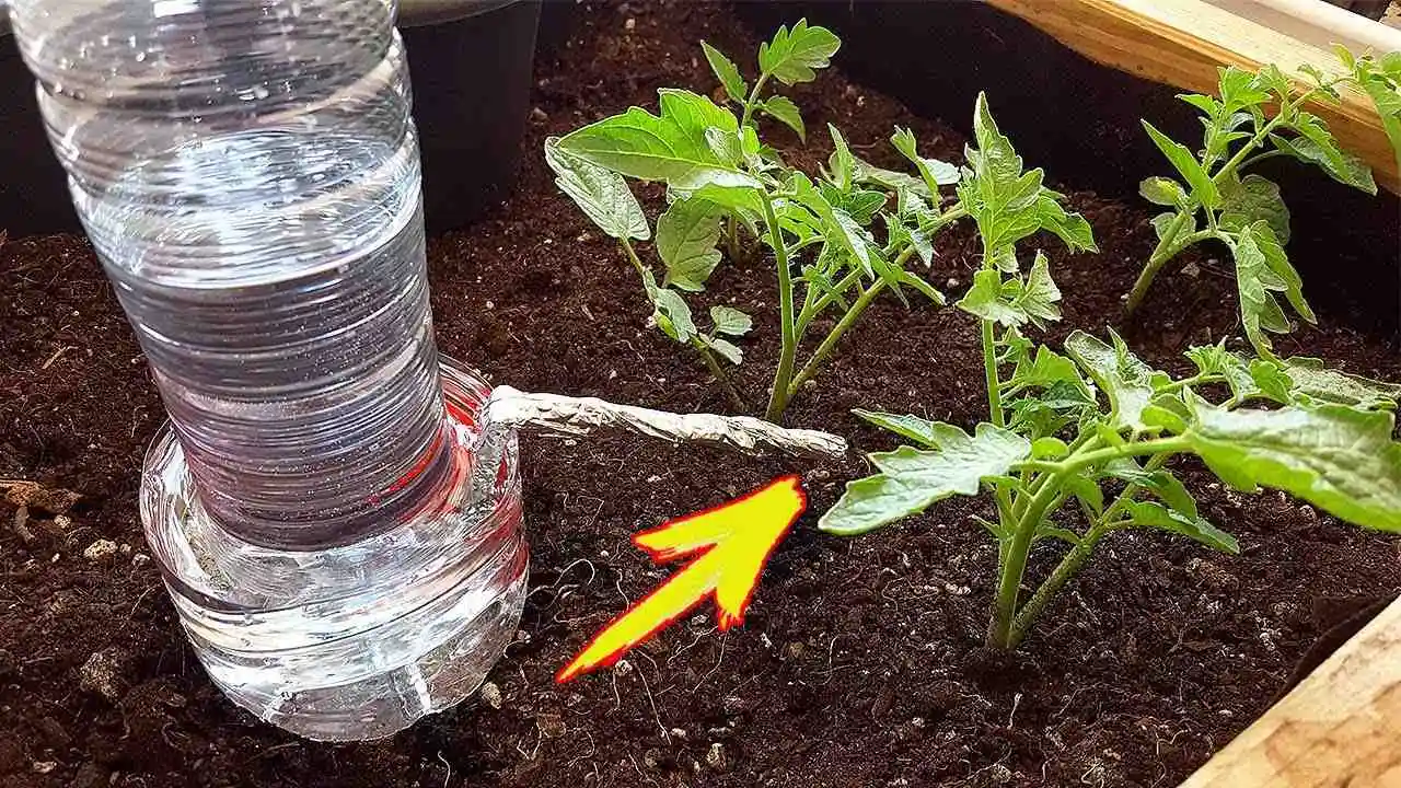 ¿Cómo construir un sistema de riego por goteo en casa? No dejes que tus plantas mueran en vacaciones