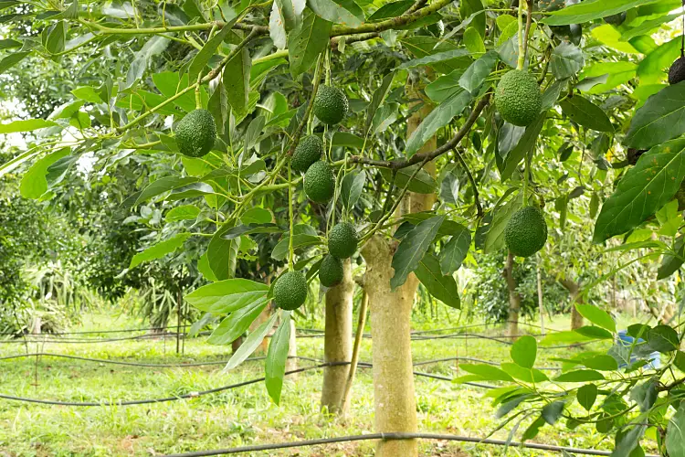 ¿Cómo cuidar un árbol de aguacate en tierra? Los secretos para una buena atención y obtener toneladas de frutos.