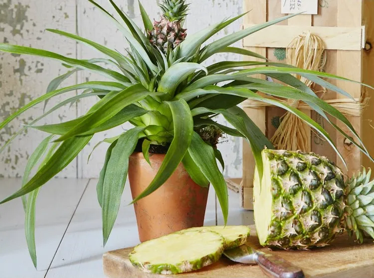 ¿Cómo cuidar una piña para que dé frutos?