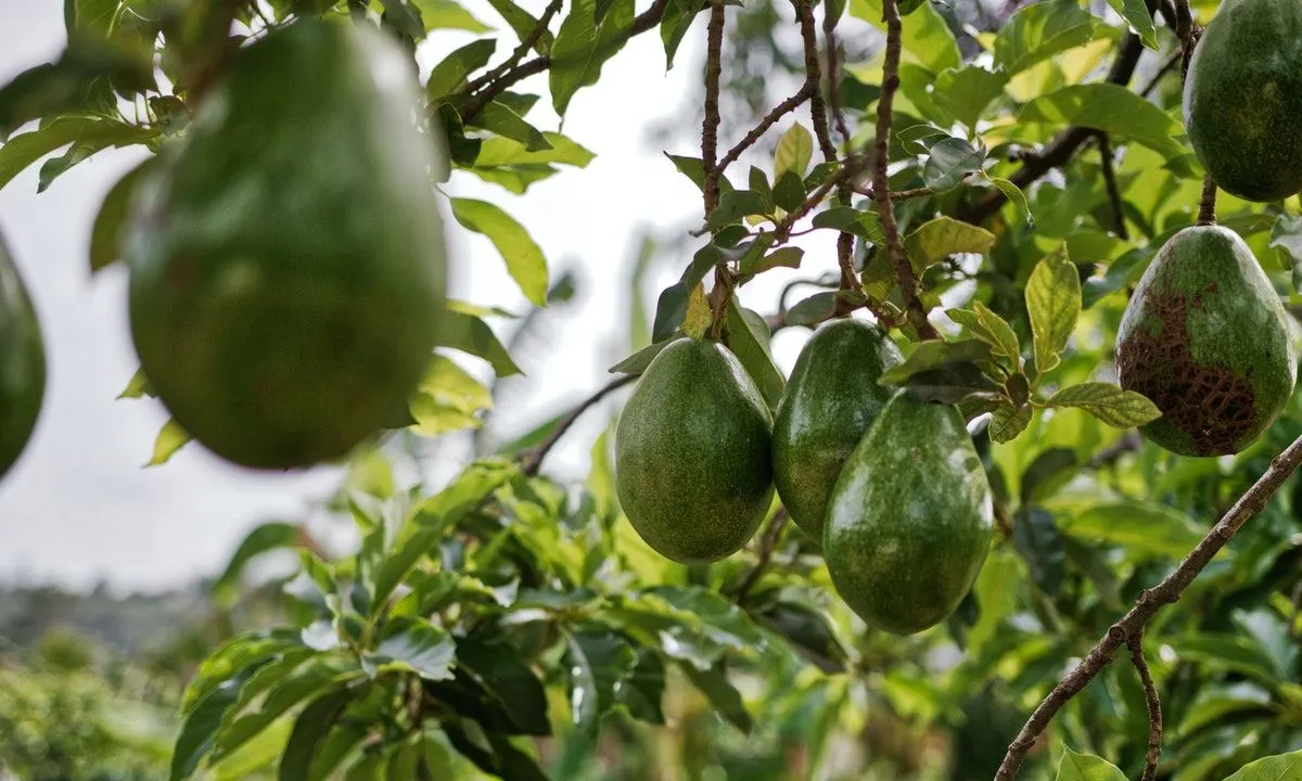¿Cómo cultivar aguacate en maceta? Paso a paso para tenerlo en casa