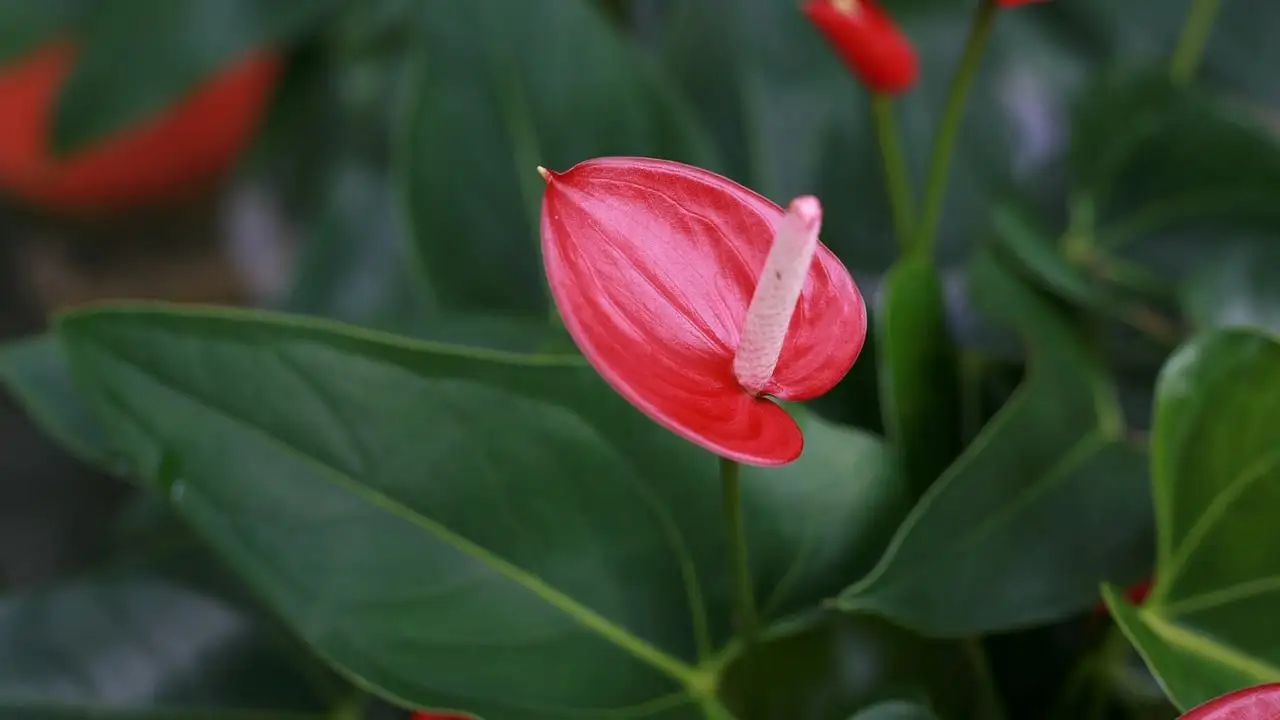 ¿Cómo cultivar anturios en casa? Secretos para que crezcan espectacularmente