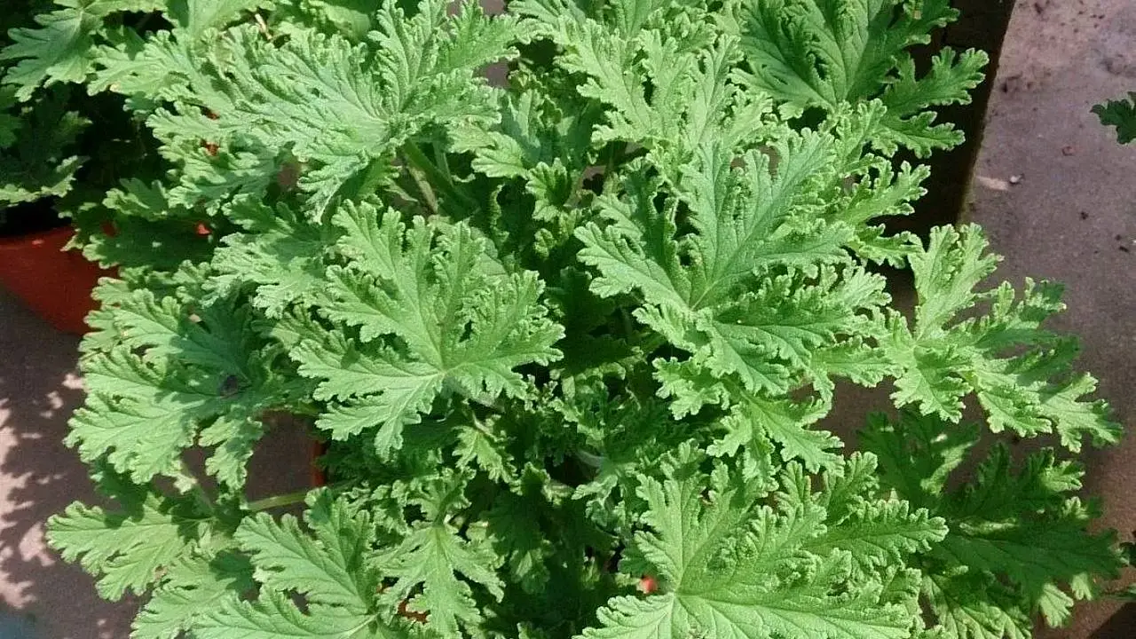 ¿Cómo cultivar citronela en casa? Aquí tienes todas tus dudas resueltas