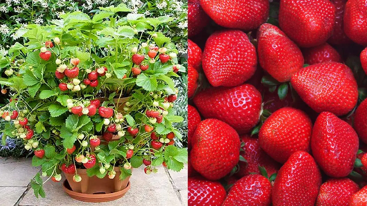 ¿Cómo cultivar fresas en macetas? Te lo explicamos paso a paso