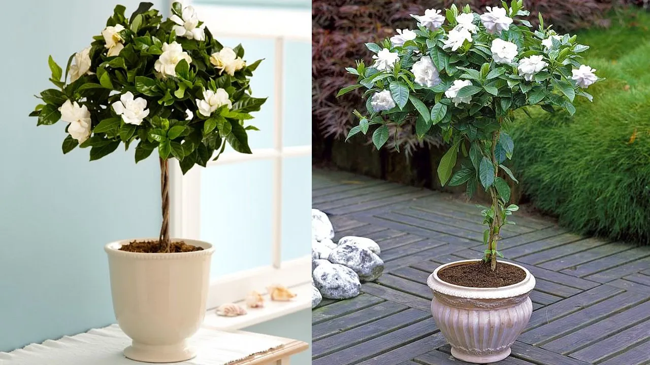 ¿Cómo cultivar gardenias en maceta? Todo el cuidado que necesitas