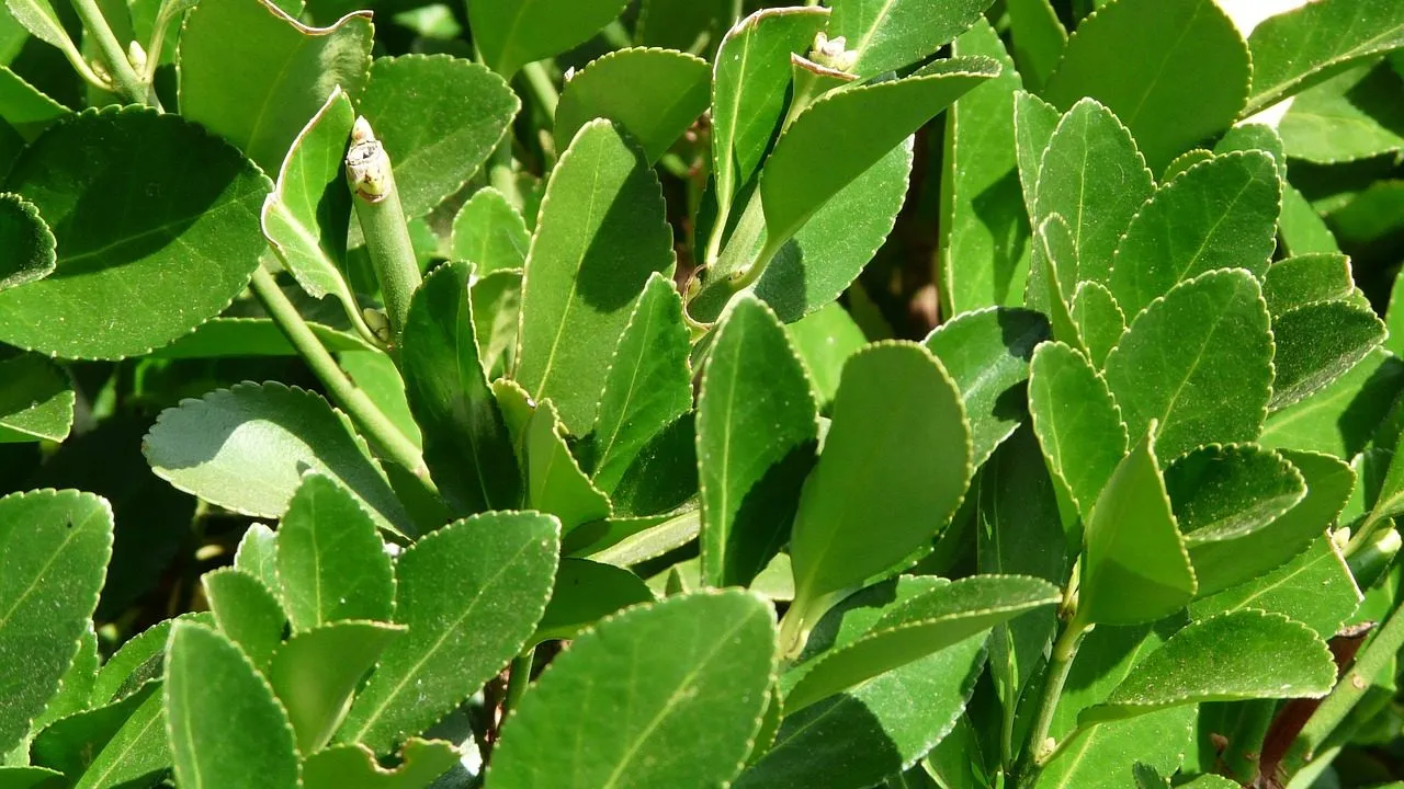 ¿Cómo cultivar laurel en casa para siempre aprovechar sus beneficios?