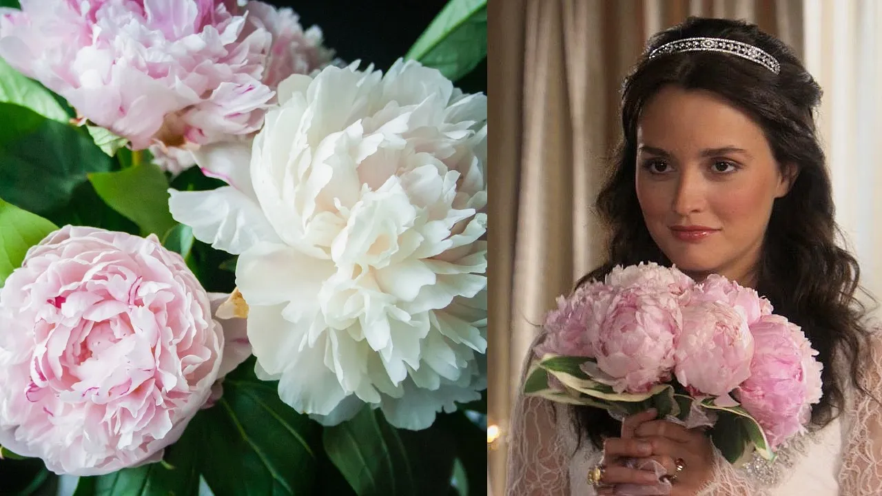 ¿Cómo cultivar peonías en casa? Todos los secretos para que sean hermosas
