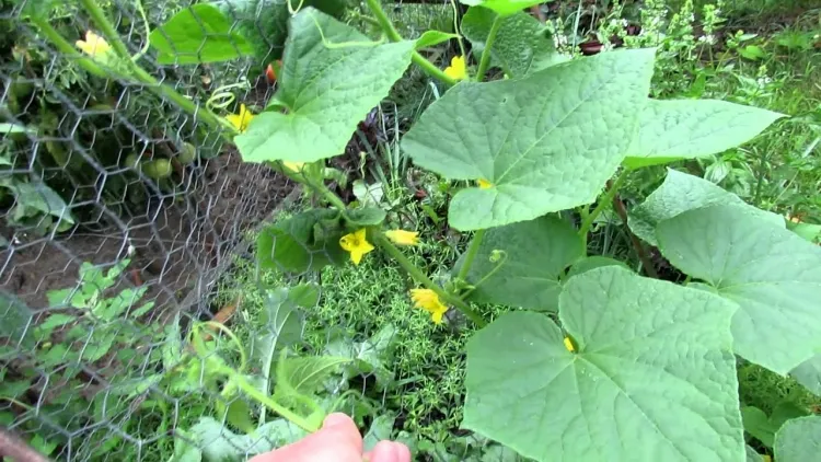 ¿Cómo cultivar pepinos para cosecharlos en bucle durante todo el verano?