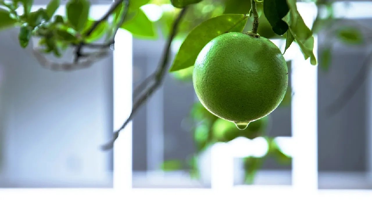 ¿Cómo cultivar un limonero? 7 pasos para hacerlo crecer y que dé muchos frutos
