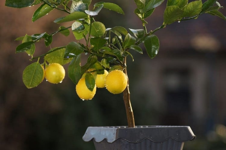 ¿Cómo cultivar un limonero en maceta a partir de semillas?