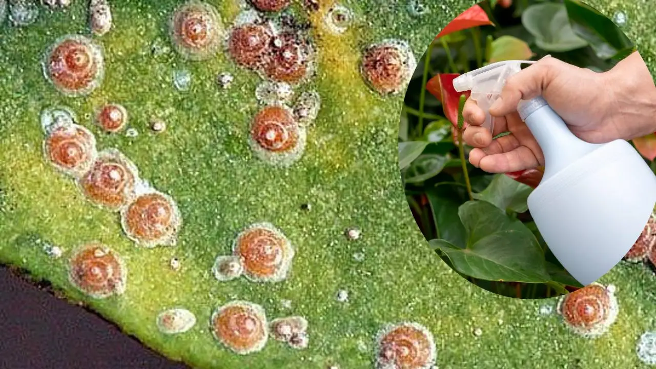 ¿Cómo eliminar las cochinillas de tus árboles frutales? 3 remedios caseros