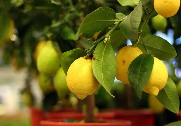 ¿Cómo estimular el crecimiento de un limonero? Consejos