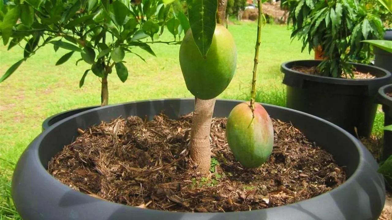 ¿Cómo germinar y cultivar mango en maceta? Aprendiendo de la semilla