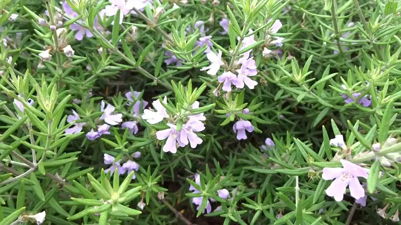¿Cómo hacer florecer tu planta de romero? Paso a paso hacia la meta