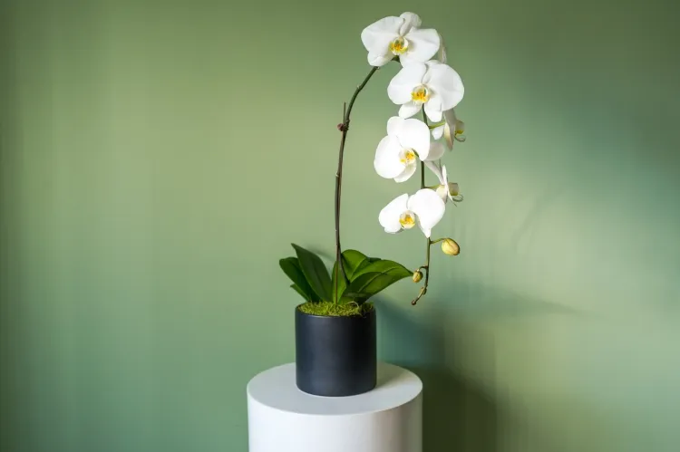 ¿Cómo hacer que una orquídea vuelva a florecer? Consejos de expertos para revivir tu hermosa planta
