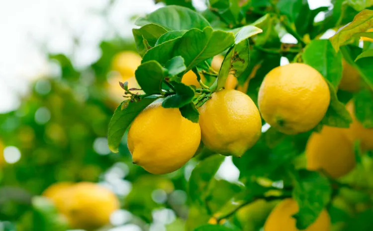 ¿Cómo injertar un limonero para cosechar limones hermosos? ¡Todos nuestros consejos prácticos!