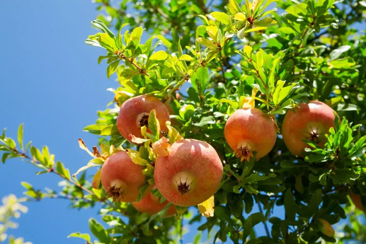 ¿Cómo plantar un árbol de granada? Te explicamos todo + algunos consejos prácticos que siempre son útiles.