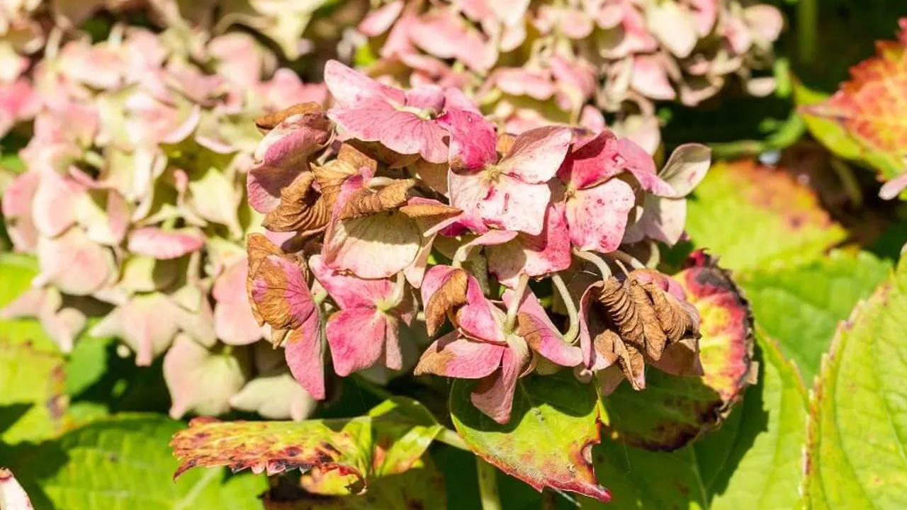 ¿Cómo podar las hortensias muertas del jardín? Siga los mejores consejos de un experto