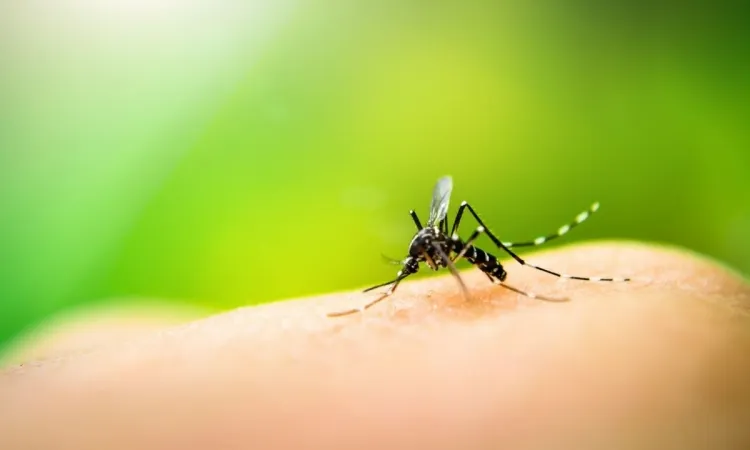 ¿Cómo repeler mosquitos de forma natural? ¿Cuáles son los métodos preferidos para asegurar un verano tranquilo?