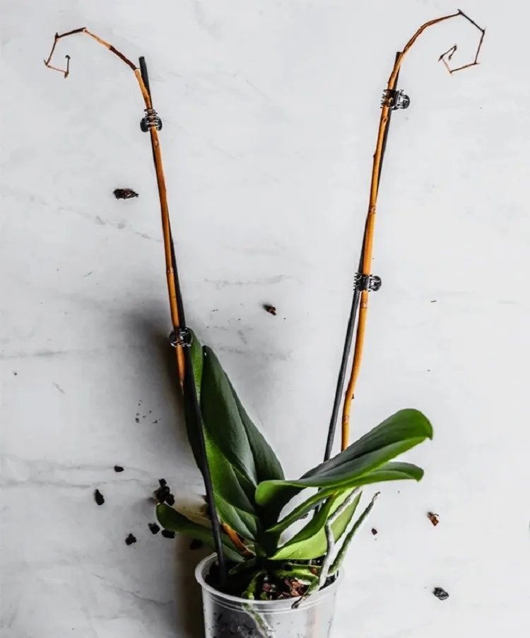 ¿Cómo salvar una orquídea después de las vacaciones? Aquí te mostramos cómo revitalizar tu planta marchita.