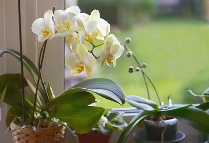 ¿Cómo salvar una orquídea moribunda? Puede revivir en 5 minutos