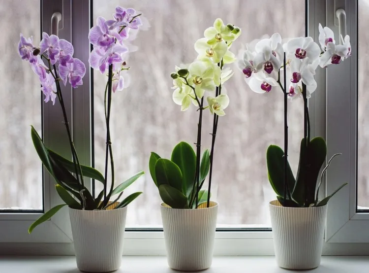 ¿Cómo salvar una orquídea que ha pasado frío? Consejos de mantenimiento y pasos a seguir