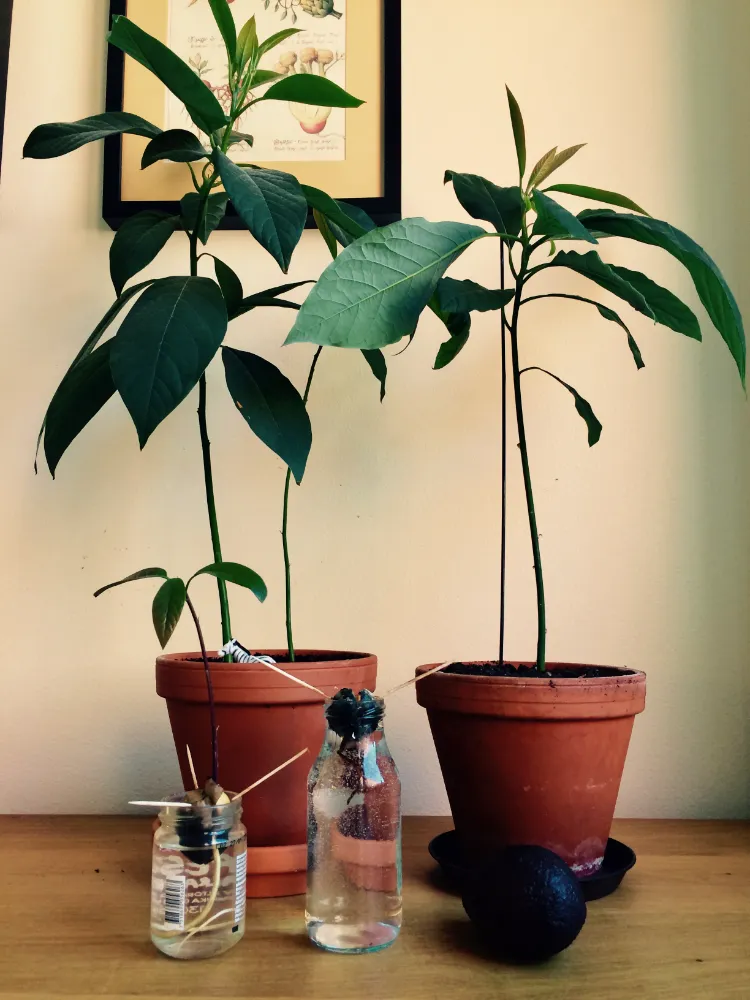 ¿Cómo se cultiva un hueso de aguacate para criar tu propio árbol de aguacate en maceta?