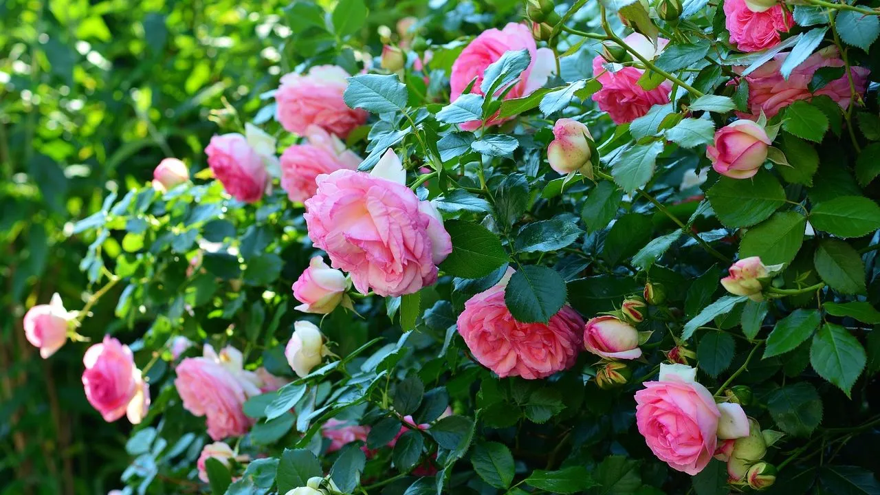 ¿Cómo se cultivan las rosas? Todo el cuidado para que crezcan hermosas