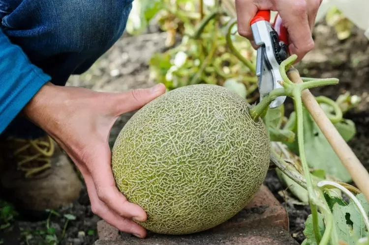 ¿Cómo se hacen plantones de melón a partir de semillas y se cultivan nuevas plantas?